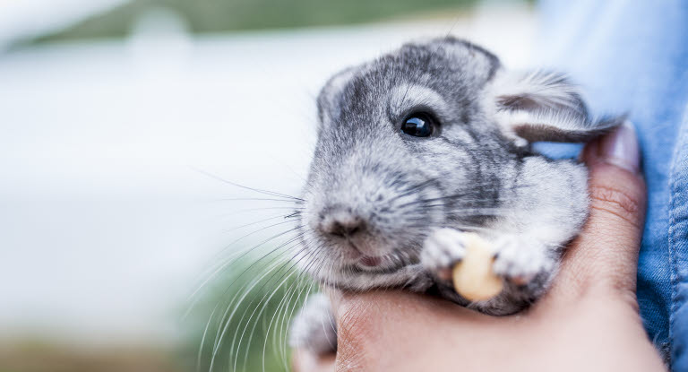 Chinchilla som fått sina tänder undersökta.