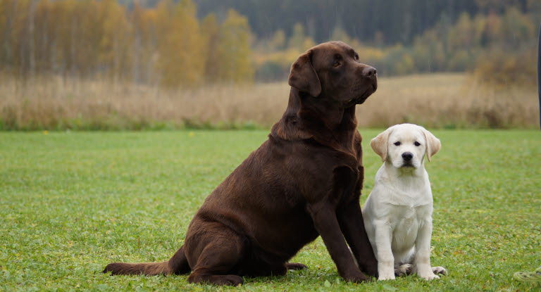 Vuxen hund och valp sitter bredvid varandra.