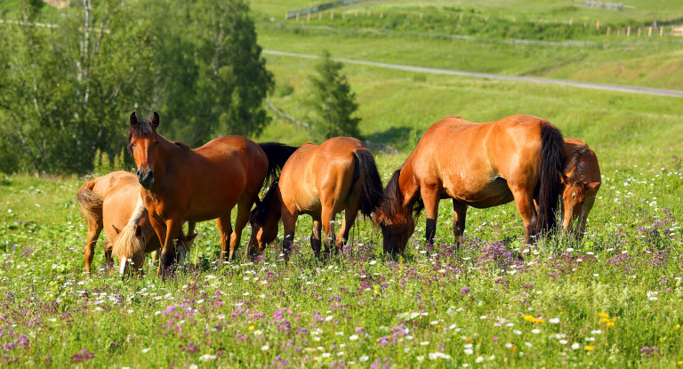 Hästflock på sommarbete.