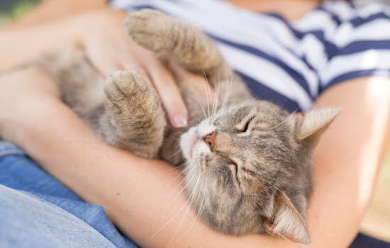 rengöra sår katt rengöra sår katt