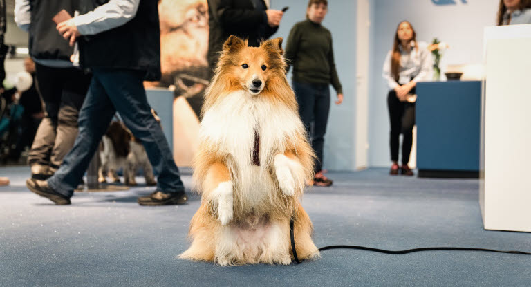 Hund som sitter i Agrias monter på hundevenemanget MyDog.