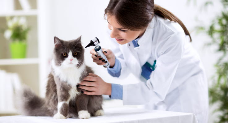 Kattens veterinär