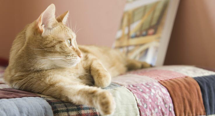 katt förkyld symtom katt förkyld symtom