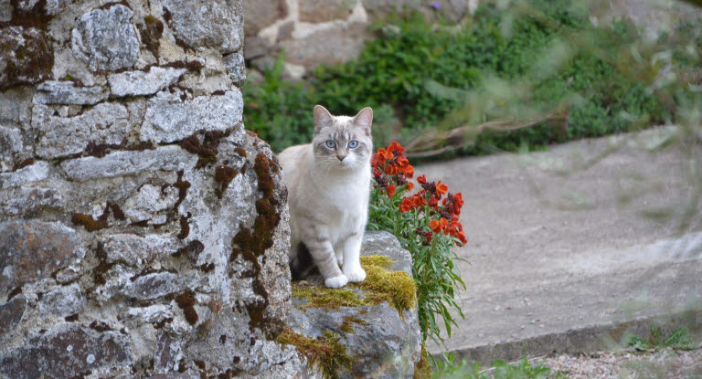 Katt som står på en mur utomhus.