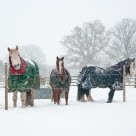 Hästar galopperar i snön