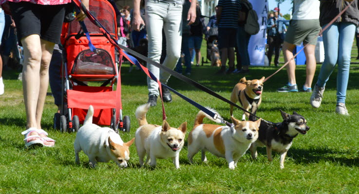 Rekordmånga hundar i årets stora hundpromenad - Agria Djurförsäkring
