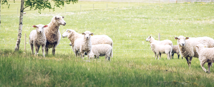 En flock får i sommarhage.