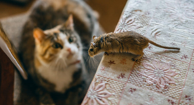 Katt som fångar insjuknad råtta kan bli förgiftad av råttgiftet.
