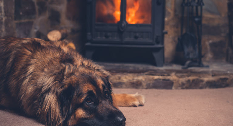 Håll koll på elden - din hund kan få brännskador