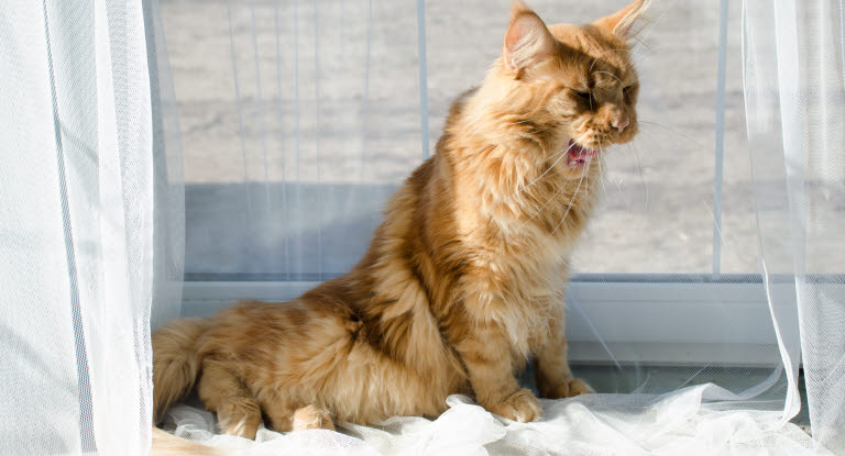 Katt som hostar.