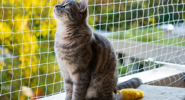 Kattsäkra din balkong genom att näta in den. 