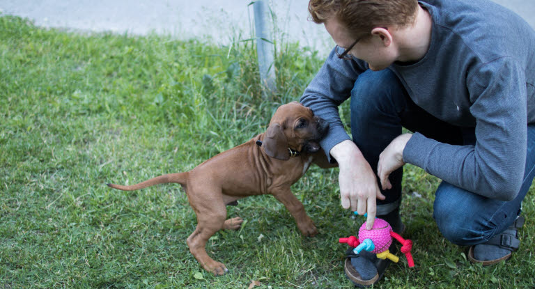 Valp som biter husse i tröjärmen.