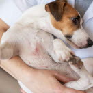 Utslag på hund visar sig ofta som röda knottror, plitor eller varblåsor i huden. De kan uppstå som en primär bakteriell infektion, men är vanligare ett sekundärt problem efter att hunden kliat eller irriterat huden. Här går vi igenom hur utslag ser ut, hur de behandlas och när du bör kontakta veterinär.