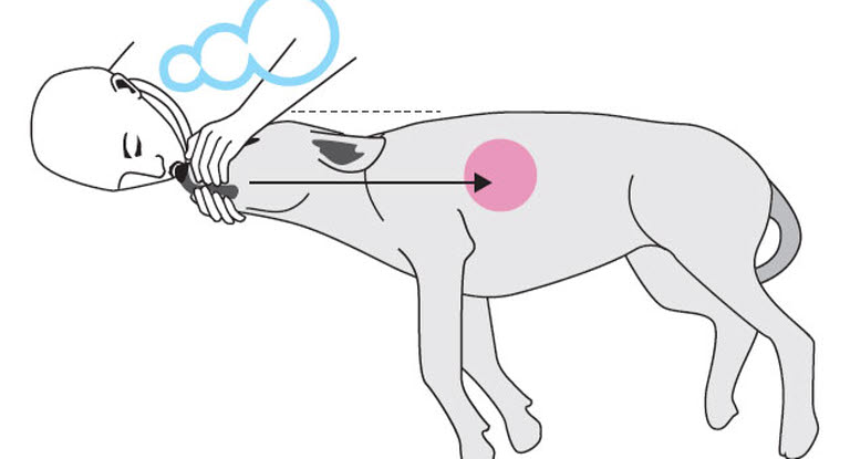 Instruktion för hur man gör konstgjord andning på hund.